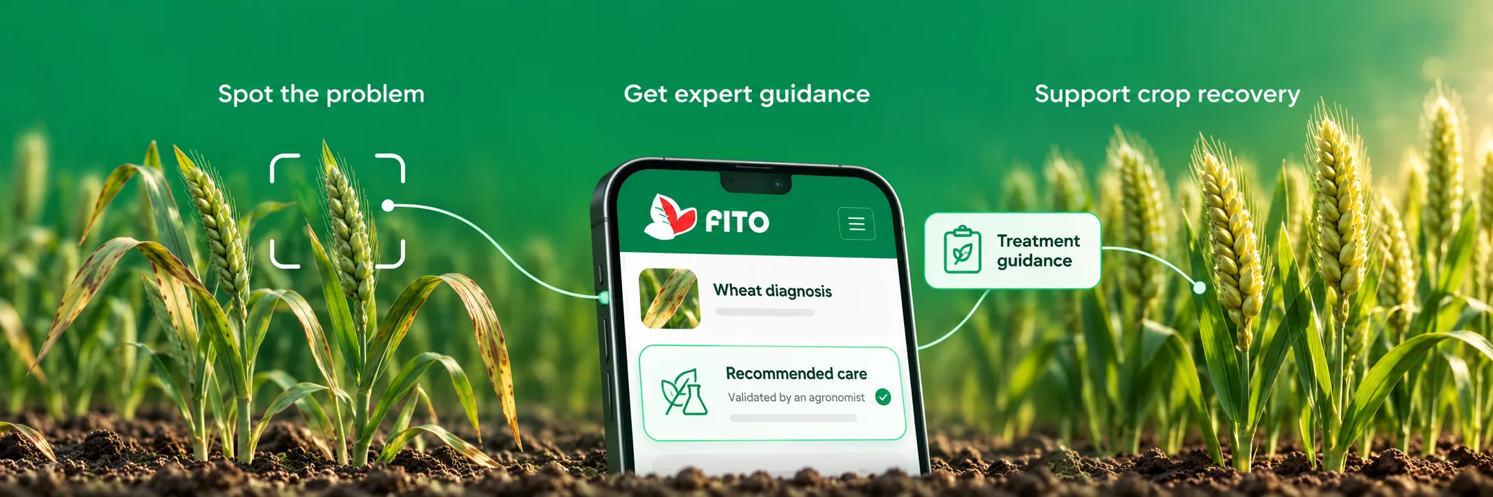 A wheat field with FITO open on a phone: spot the problem, get expert guidance, support the crop’s recovery.
