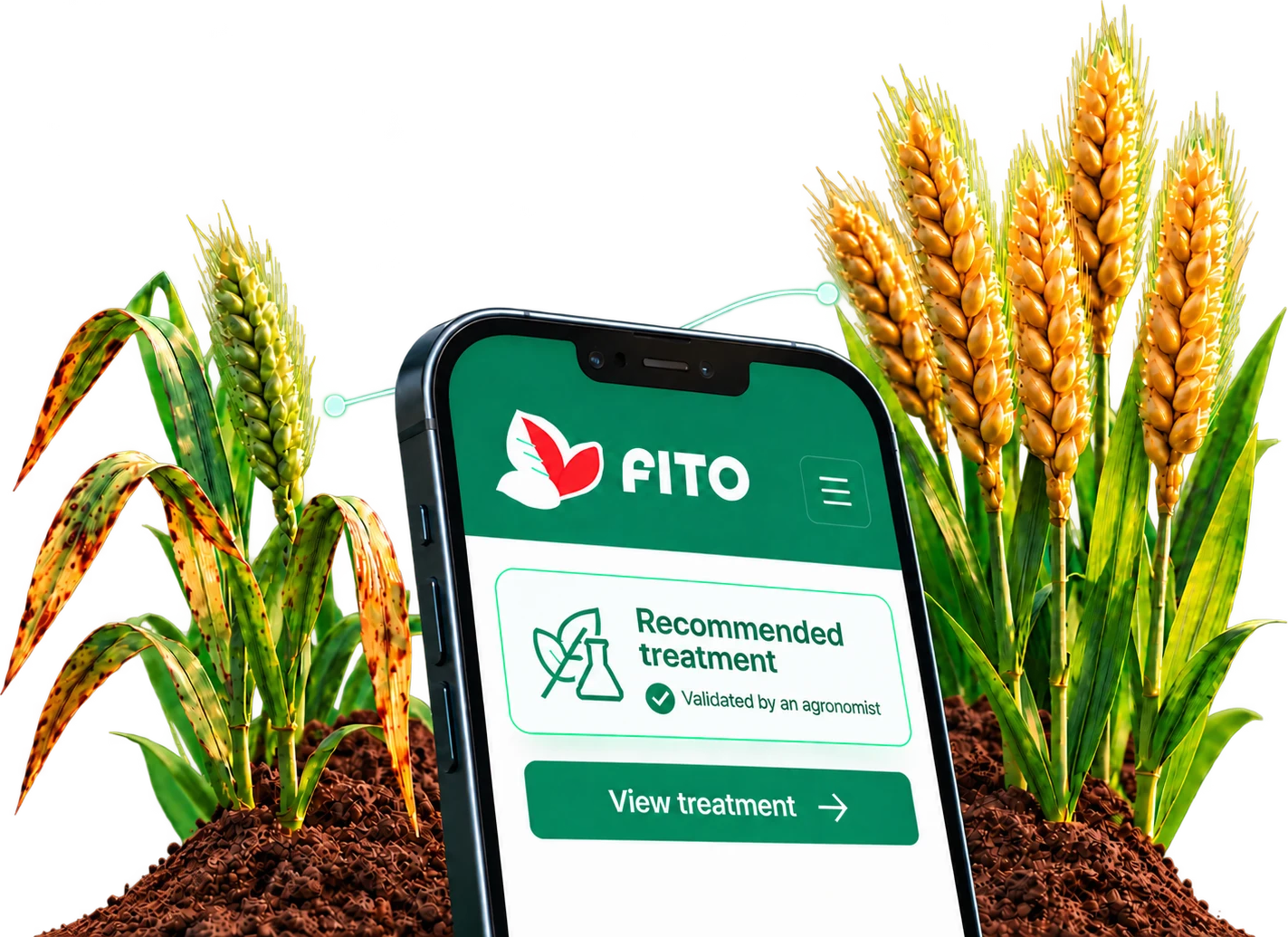 The FITO app open on a phone, planted between a diseased wheat plant and a healthy ear of wheat.
